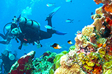 dive in cozumel with the best scuba diving cozumel diving trips