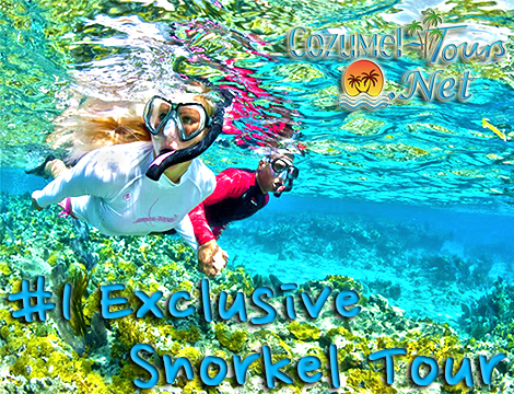 snorkel in cozumel with the best cozumel snorkel tour in cozumel mexico