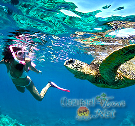 best cozumel snorkel tour for a cozumel snorkeling excursion in cozumel mexico