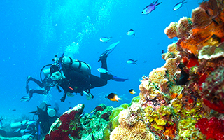 Palancar Reef Cozumel to go diving in Cozumel Mexico in Palancar Reefs