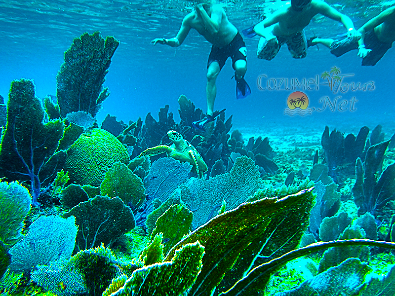 snorkeling tours in cozumel