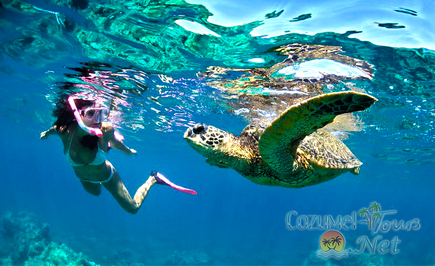 Snorkel in Cozumel | Best Snorkeling in Cozumel with #1 Cozumel Snorkel Tour
