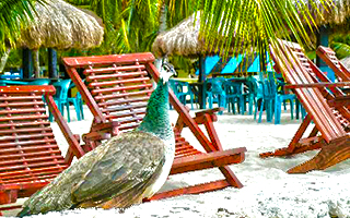 Beaches in cozumel mexico of playa palancar beach cozumel